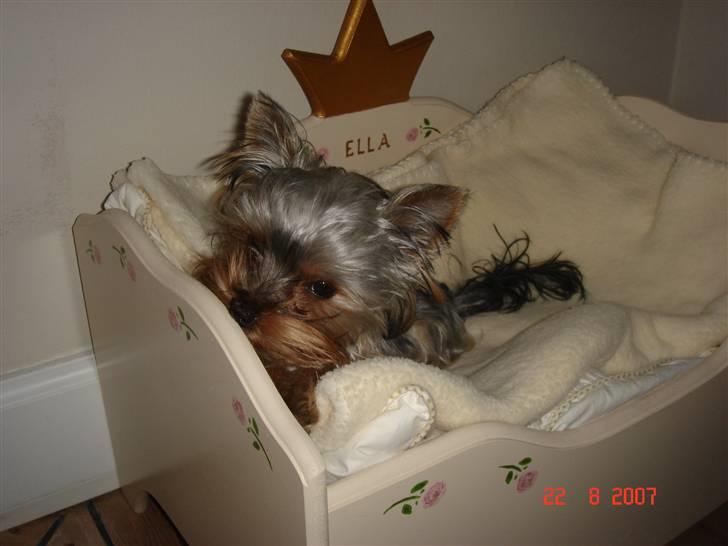 Yorkshire terrier <3 Ella <3 - Ella 7 mdr. billede 17