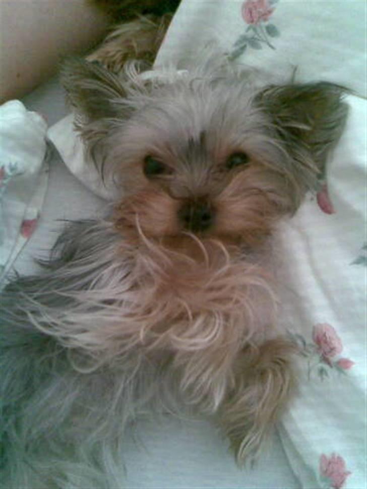 Yorkshire terrier <3 Ella <3 - Ella 8 mdr. billede 18