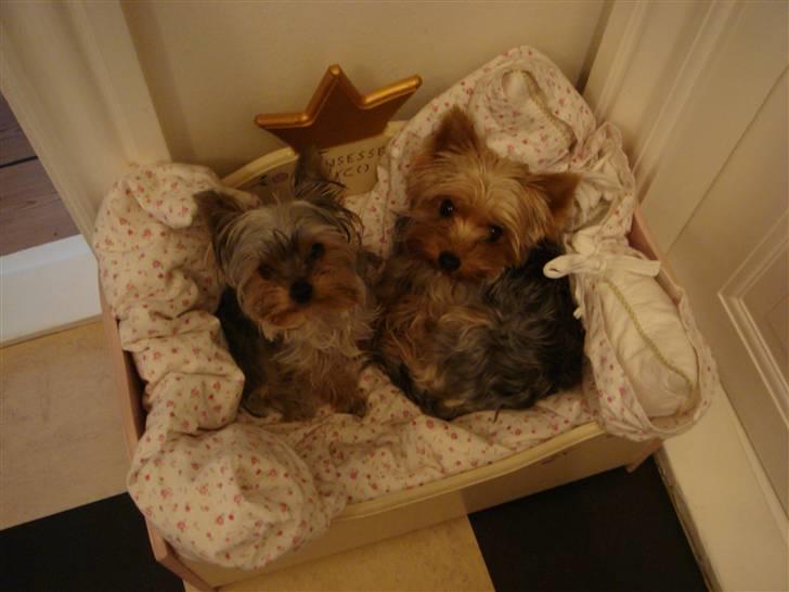 Yorkshire terrier <3 Ella <3 - Coco & Ella billede 19