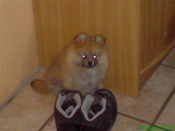 Pomeranian Rosa billede 9