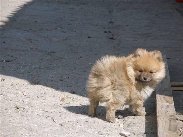 Pomeranian Rosa billede 10