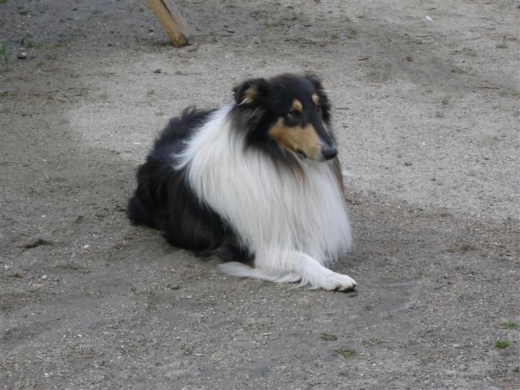 Collie langhåret Rex  solgt billede 6