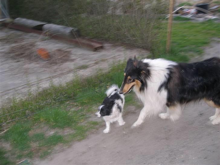 Collie langhåret Rex  solgt billede 7