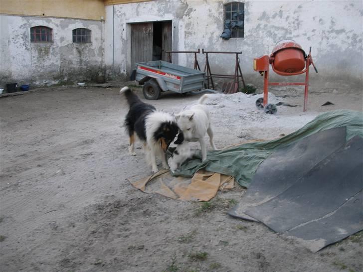 Collie langhåret Rex  solgt billede 8
