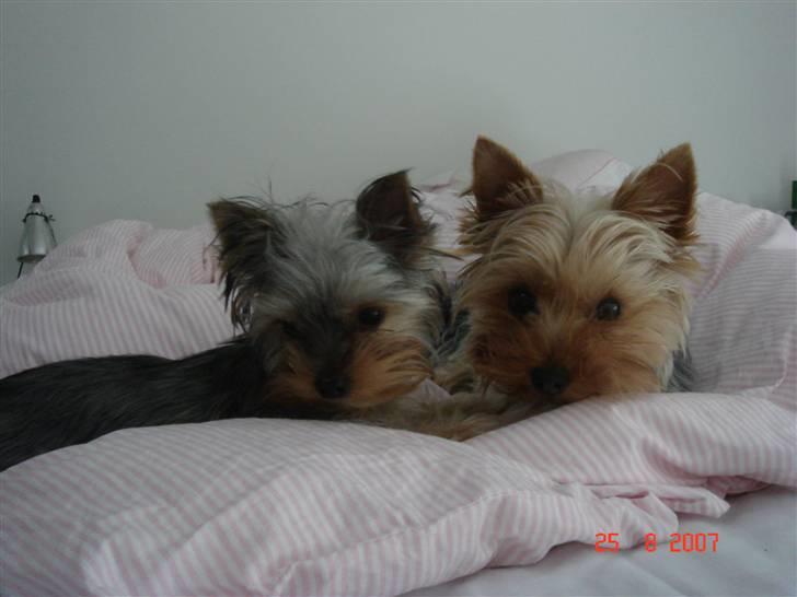 Yorkshire terrier <3 Coco <3 - Coco & Ella billede 18