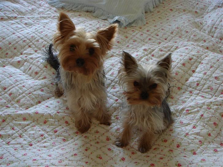 Yorkshire terrier <3 Coco <3 - Coco & Ella billede 19