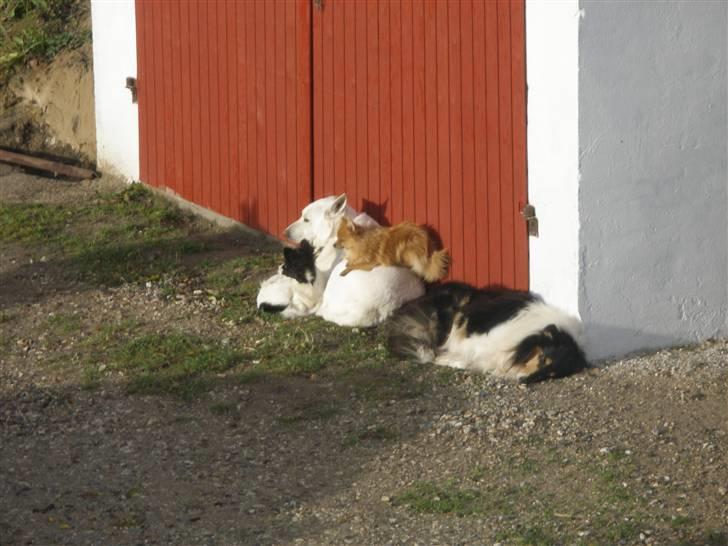 Hvid schæfer Dina forsvundet billede 6