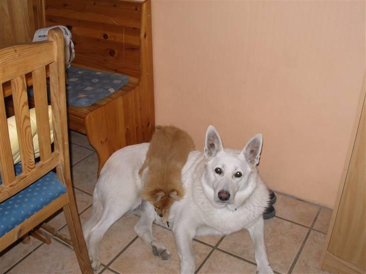 Hvid schæfer Dina forsvundet billede 7