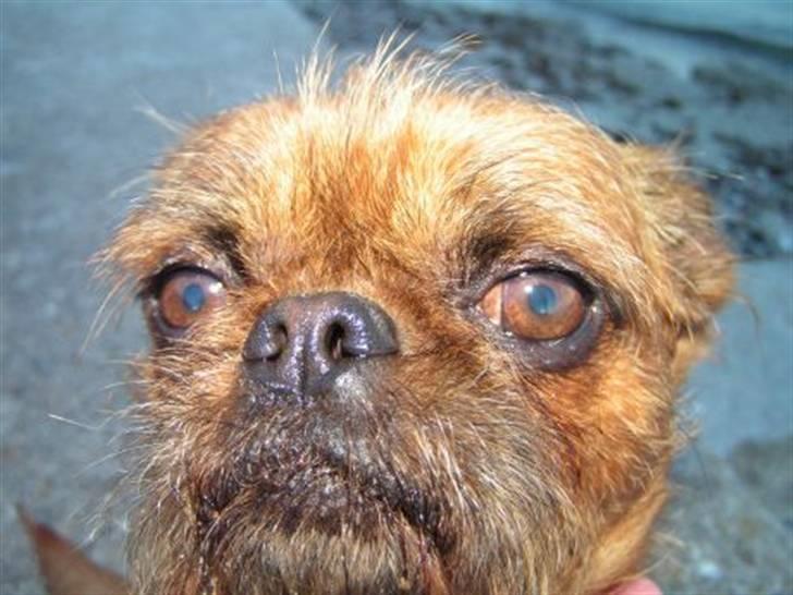 Griffon petit brabancon Perle billede 1