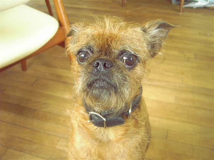 Griffon petit brabancon Perle billede 2