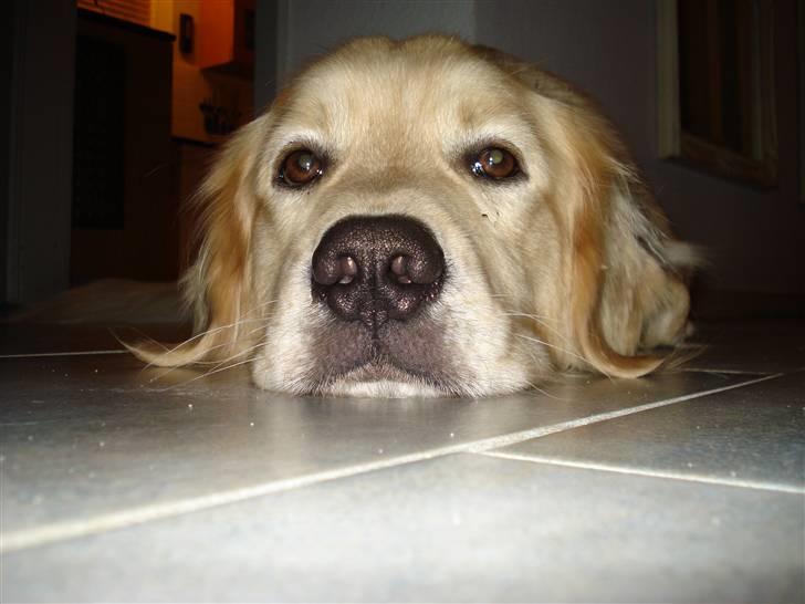 Golden retriever Olsen billede 20