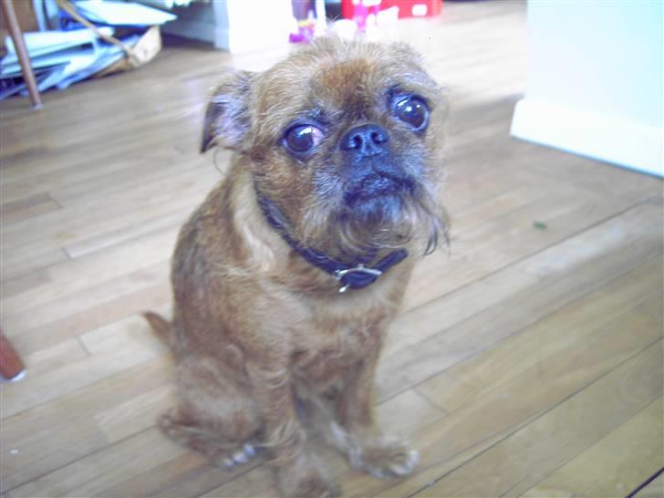 Griffon petit brabancon Perle billede 3