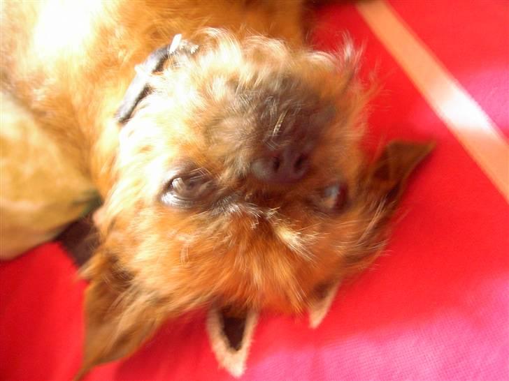 Griffon petit brabancon Perle billede 4