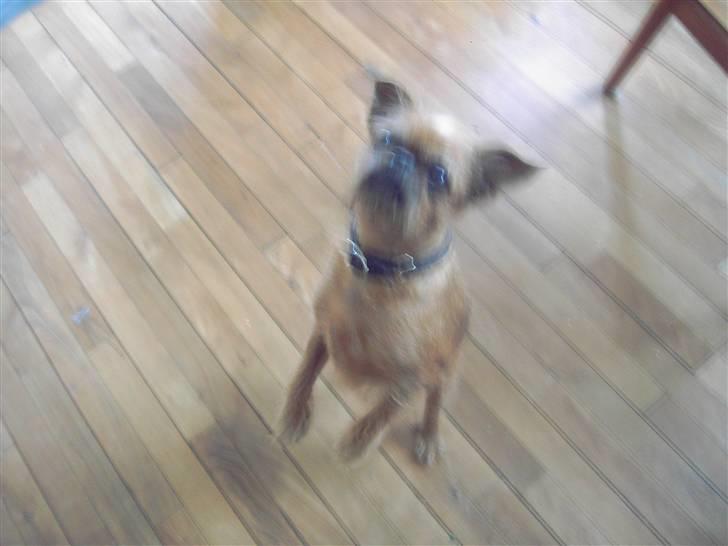 Griffon petit brabancon Perle billede 5