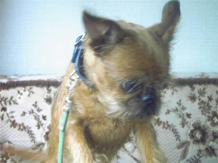 Griffon petit brabancon Perle billede 6