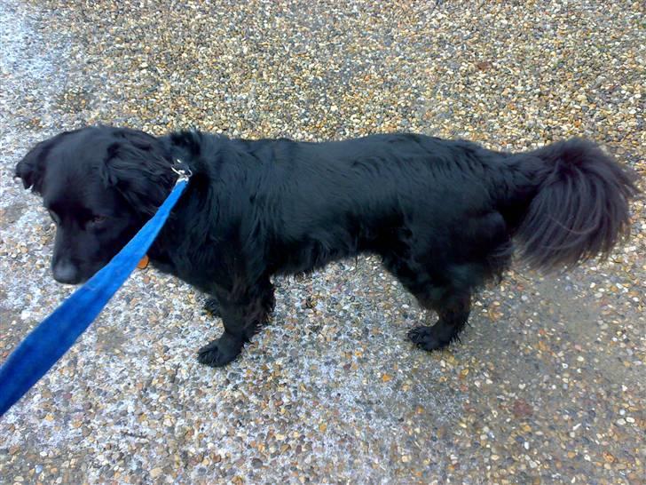 Blanding af racer Bjørn <3 billede 1