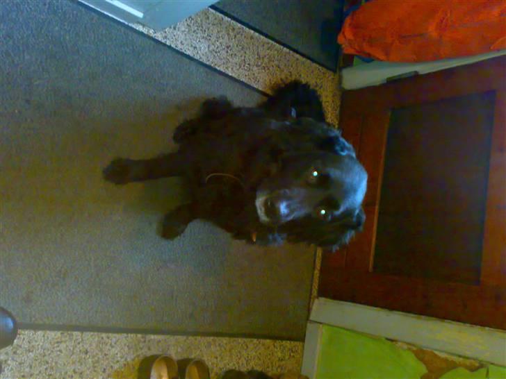 Blanding af racer Bjørn <3 billede 2