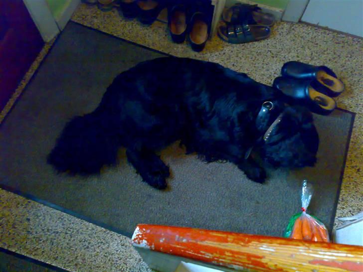 Blanding af racer Bjørn <3 billede 3