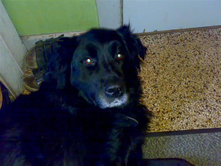 Blanding af racer Bjørn <3 billede 4