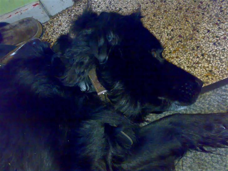 Blanding af racer Bjørn <3 billede 5