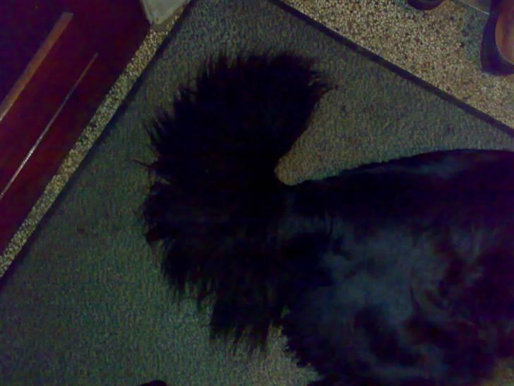 Blanding af racer Bjørn <3 billede 6