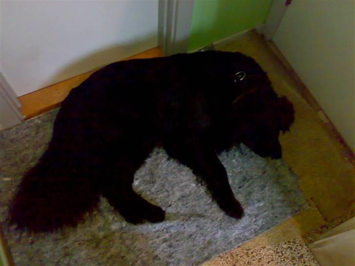 Blanding af racer Bjørn <3 billede 7