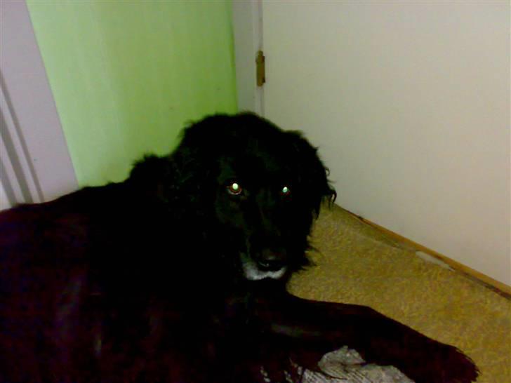 Blanding af racer Bjørn <3 billede 8