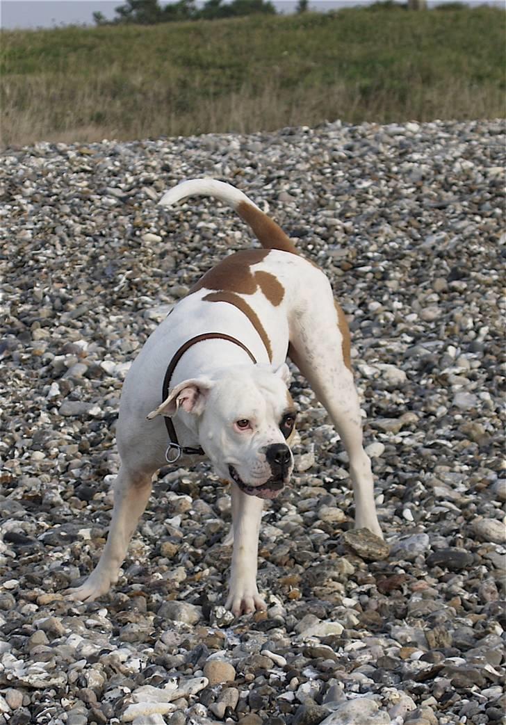 Amerikansk bulldog Nora Hund - Potræt billede 1