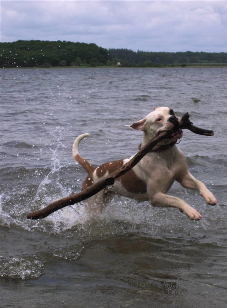 Amerikansk bulldog Nora Hund billede 2