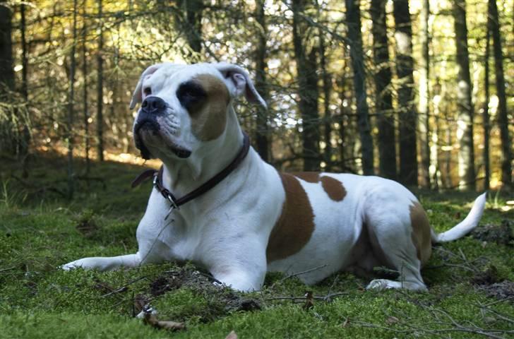 Amerikansk bulldog Nora Hund - Profil: Rød side billede 3