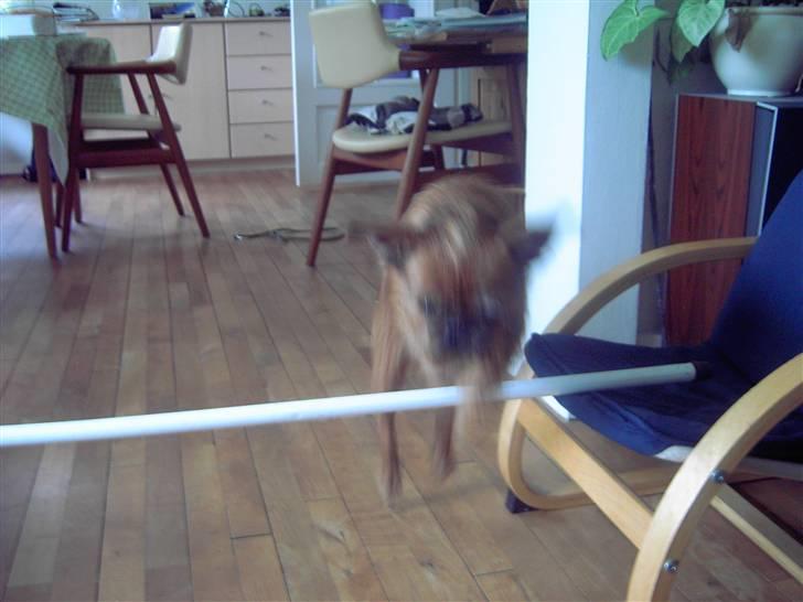 Griffon petit brabancon Perle billede 7