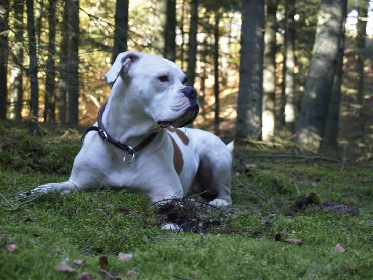 Amerikansk bulldog Nora Hund - Profil: Hvid side billede 4