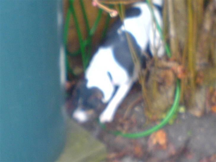 Dansk svensk gaardhund Fonzzi - hvor er den mus? billede 4