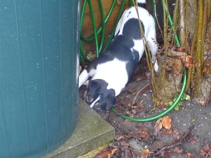 Dansk svensk gaardhund Fonzzi - så graver jeg mig ind til dig.. billede 5