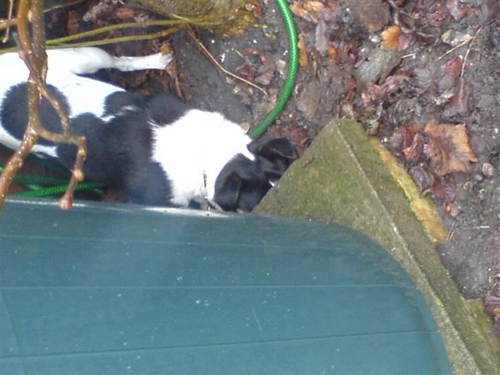 Dansk svensk gaardhund Fonzzi - du er færdig mus! billede 6