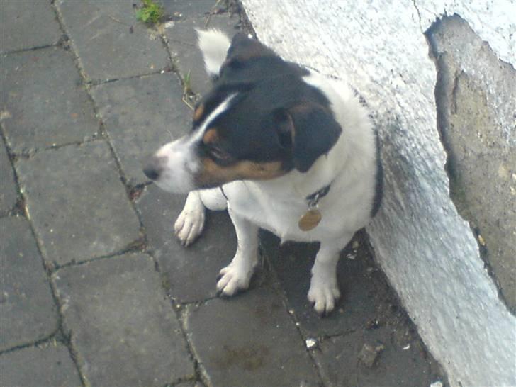 Dansk svensk gaardhund Fonzzi - OK man kan ikke vinde hver gang billede 7