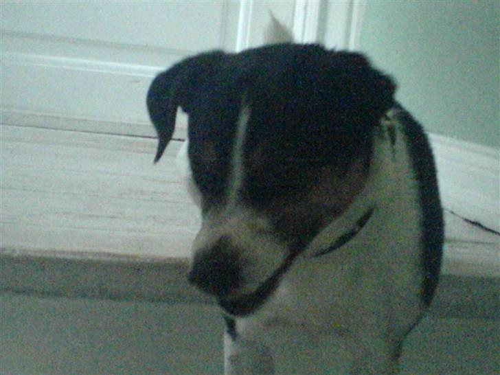 Dansk svensk gaardhund Fonzzi - phy ha´ man bliver også træt efter så´dn en musse-jagt billede 8