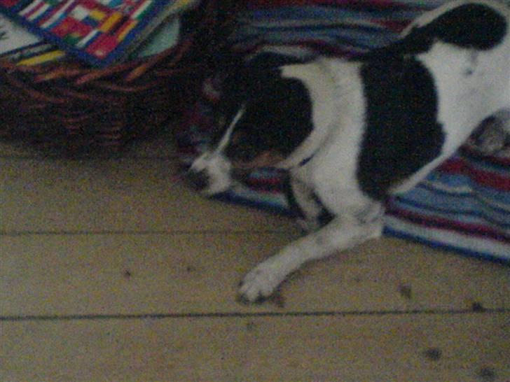 Dansk svensk gaardhund Fonzzi - nu kan i altså godt gå for nu vil jeg sove på mit dejlige tæppe billede 9