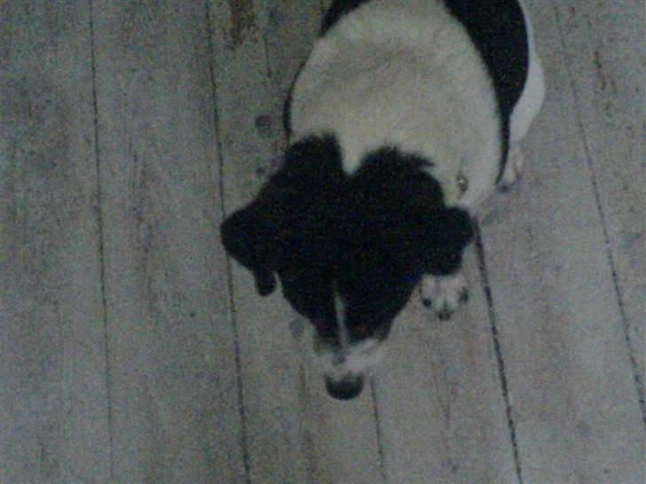 Dansk svensk gaardhund Fonzzi - er mit hovde ikke bare smukt? hehe billede 10