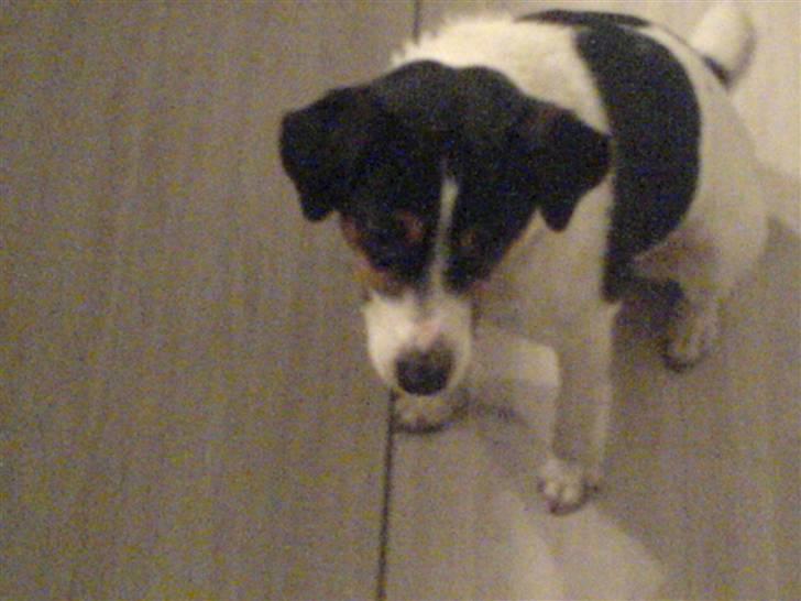 Dansk svensk gaardhund Fonzzi - godav igen:) billede 11