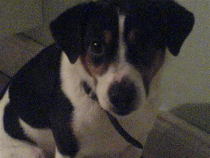 Dansk svensk gaardhund Fonzzi - tag er godt billede for nu gider jeg ikke mere billede 12