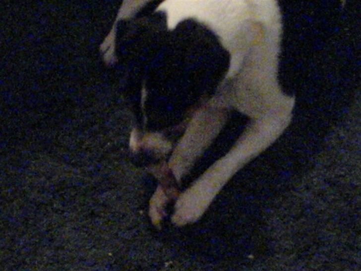 Dansk svensk gaardhund Fonzzi - mmm et godt kødben efter en god musse jagt ja det er bare sagen:) billede 13