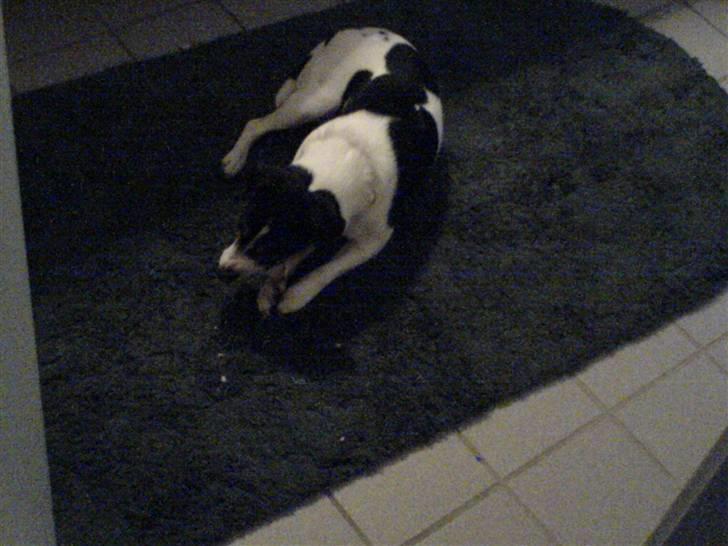 Dansk svensk gaardhund Fonzzi - mm hvad er det der er inden i ? billede 14