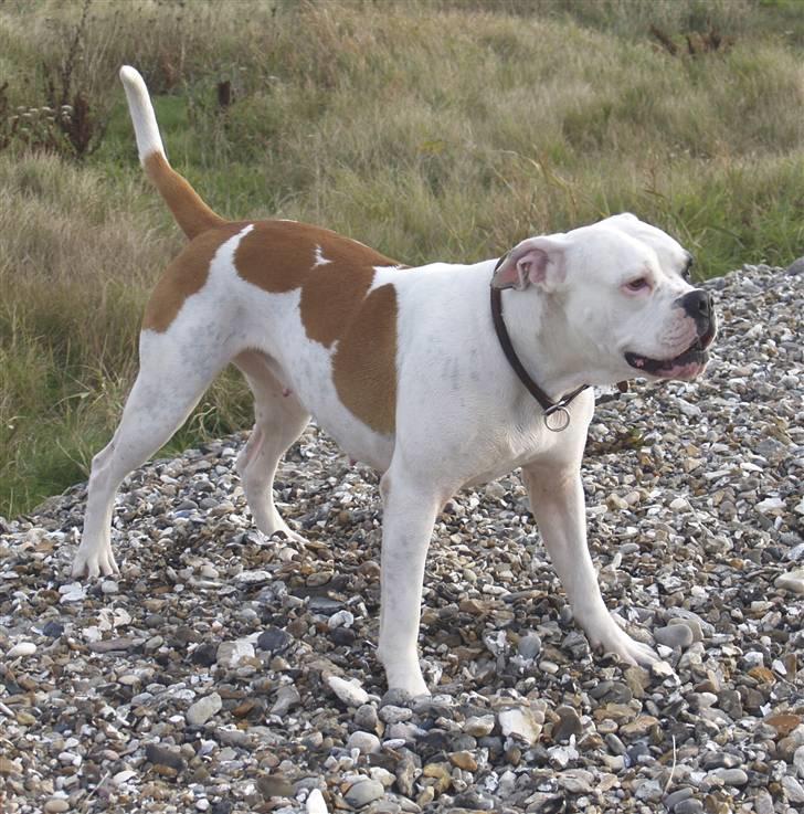 Amerikansk bulldog Nora Hund - Her kan man nogenlunde få et indtryk af Noras figur  billede 5