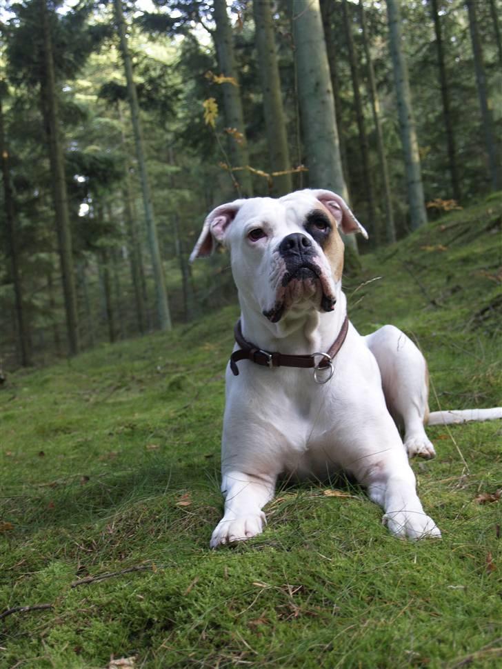 Amerikansk bulldog Nora Hund billede 6