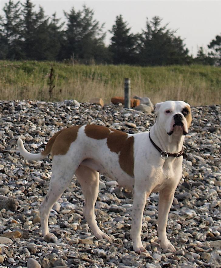 Amerikansk bulldog Nora Hund billede 7