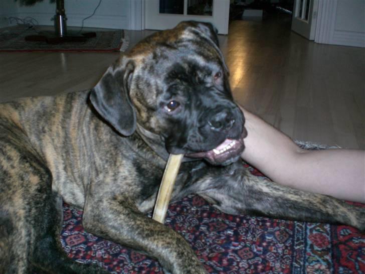 Bullmastiff Berta - Berta ligger med sit tyggeben, dem elsker hun!:b billede 1
