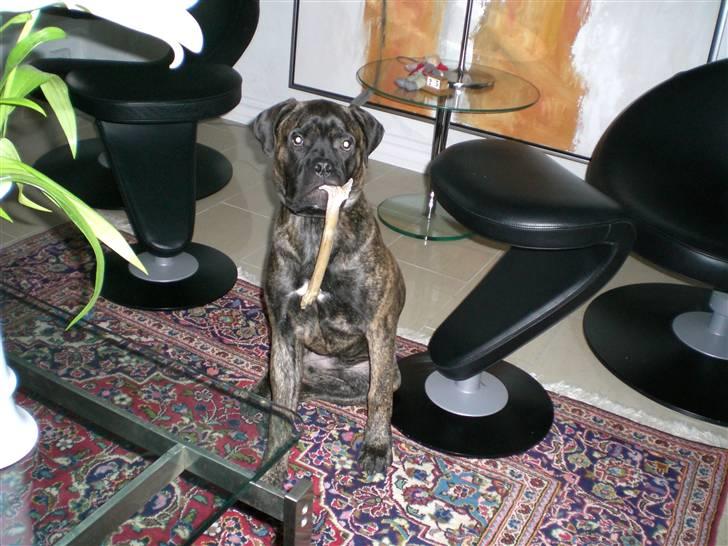 Bullmastiff Berta - Berta med sit tyggeben igen :) billede 3