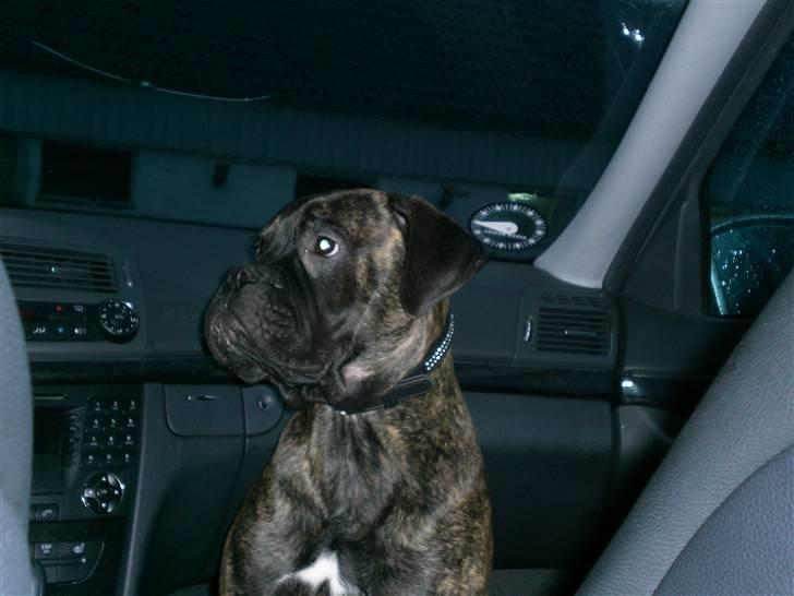 Bullmastiff Berta - Berta i bilen, på vej ud til mormor & bedstefar <3 billede 4