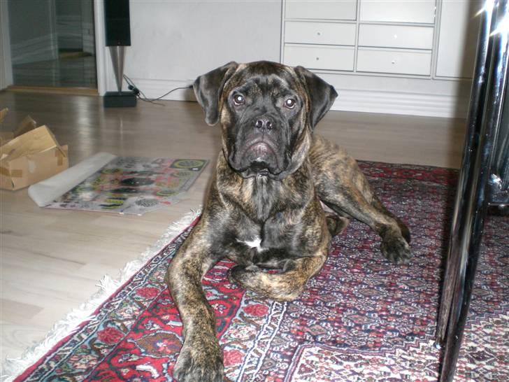 Bullmastiff Berta - Hendes ben ligger sjovt :)<3 billede 5